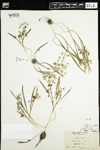 Claytonia virginica image