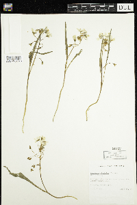 Claytonia virginica image