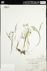 Claytonia virginica image