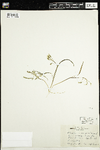 Claytonia virginica image