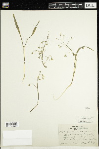 Claytonia virginica image