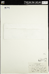 Claytonia virginica image