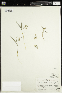 Claytonia virginica image