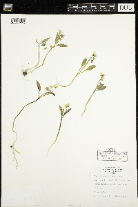 Claytonia caroliniana image