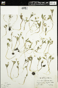 Claytonia caroliniana image