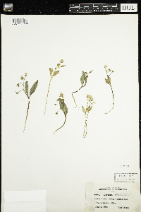 Claytonia caroliniana image