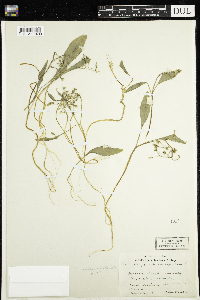 Claytonia caroliniana image
