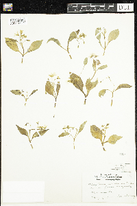 Claytonia caroliniana image