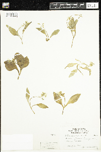 Claytonia caroliniana image