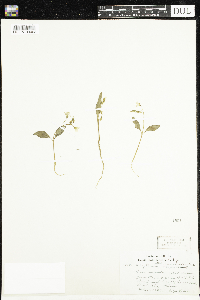 Claytonia caroliniana image