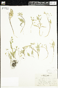 Claytonia caroliniana image