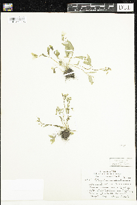 Claytonia caroliniana image