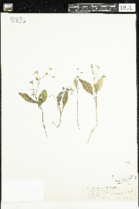 Claytonia caroliniana image