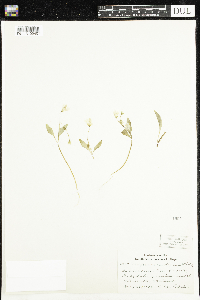 Claytonia caroliniana image
