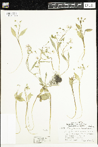 Claytonia caroliniana image