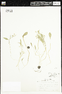 Claytonia caroliniana image