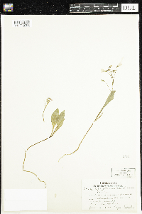 Claytonia caroliniana image