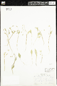 Claytonia caroliniana image