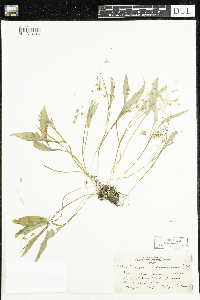 Claytonia caroliniana image