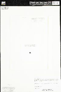 Claytonia caroliniana image