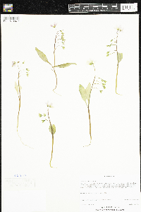 Claytonia caroliniana image