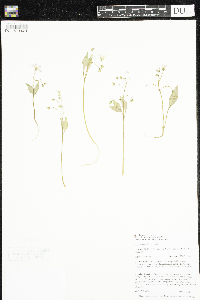 Claytonia caroliniana image