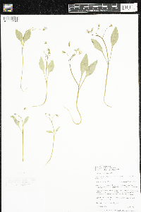 Claytonia caroliniana image
