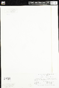 Claytonia caroliniana image