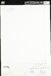 Claytonia caroliniana image