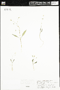 Claytonia caroliniana image