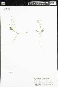 Claytonia caroliniana image