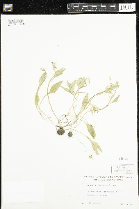 Claytonia caroliniana image