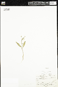 Claytonia caroliniana image