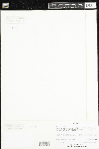 Claytonia caroliniana image