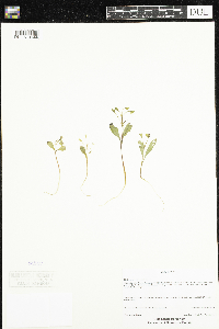 Claytonia caroliniana image
