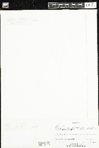 Claytonia caroliniana image