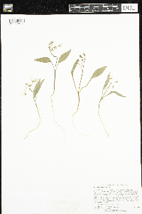 Claytonia caroliniana image