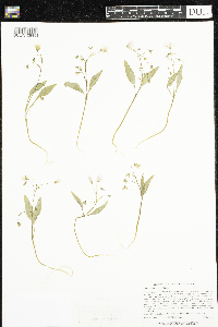 Claytonia caroliniana image