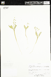 Claytonia caroliniana image