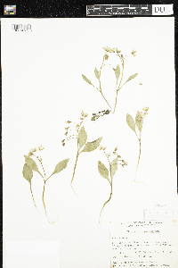 Claytonia caroliniana image
