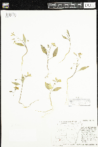Claytonia caroliniana image
