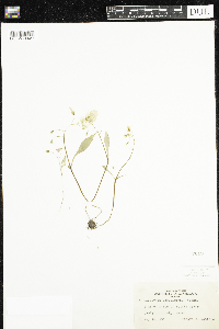 Claytonia caroliniana image