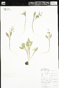 Claytonia caroliniana image