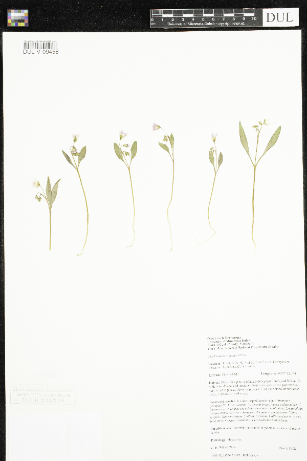 Claytonia caroliniana image