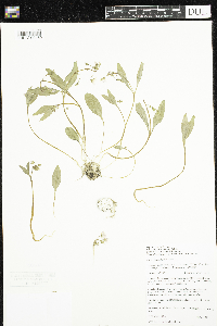 Claytonia caroliniana image