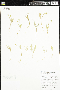 Claytonia caroliniana image