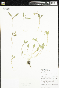 Claytonia caroliniana image