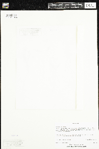 Claytonia caroliniana image