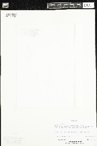 Claytonia caroliniana image