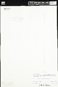 Claytonia caroliniana image